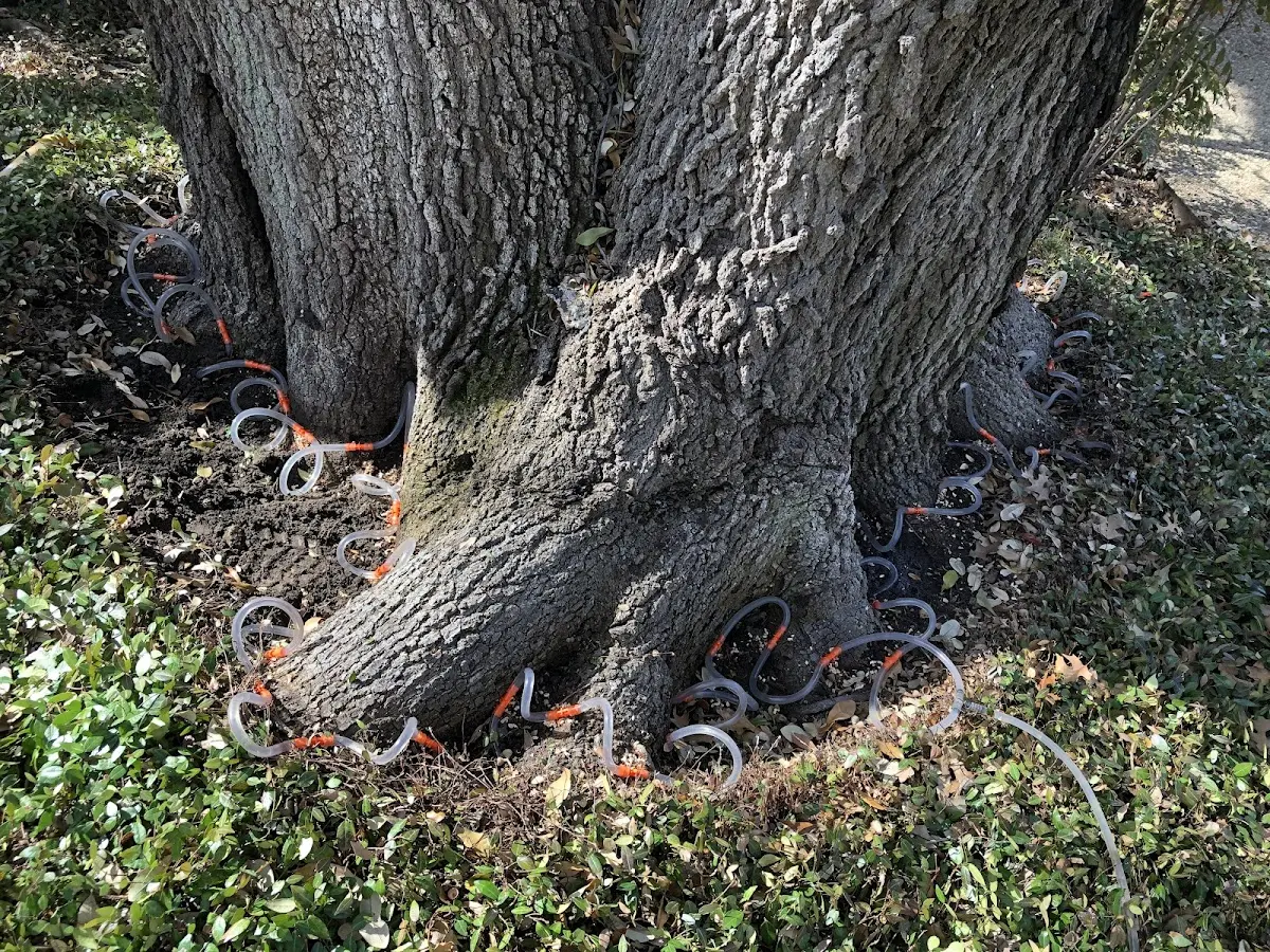 Detailed Tree Cabling and Bracing job site in Dolph
