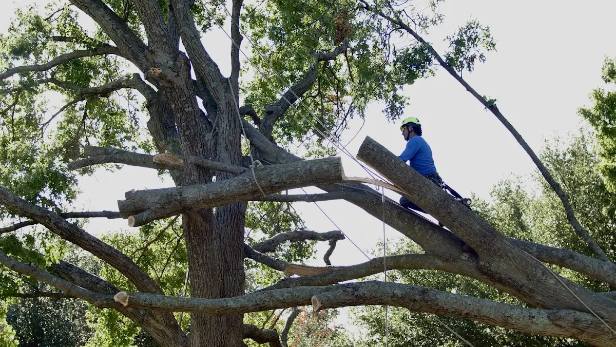 Professional Hazardous Tree Removal performed by certified arborists in Dolph