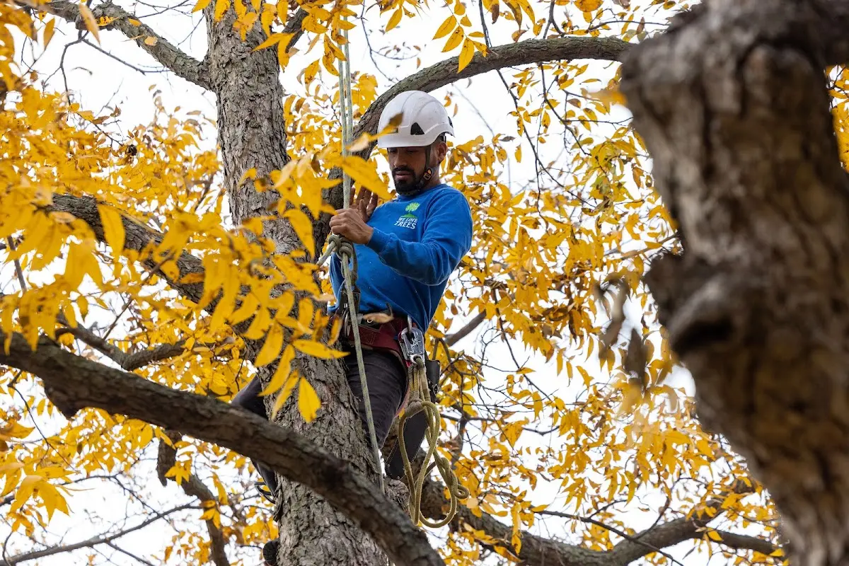 Skilled Tree Pruning crew working in Dolph